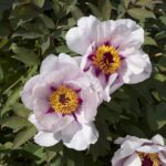 Anina