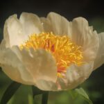 Apricot Queen