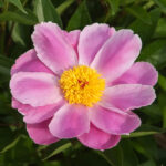 Ariadne