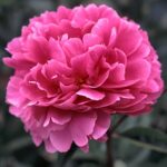 Attar of Roses