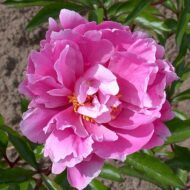 Attar of Roses - Pilt 2