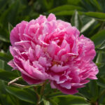 Auseklitis