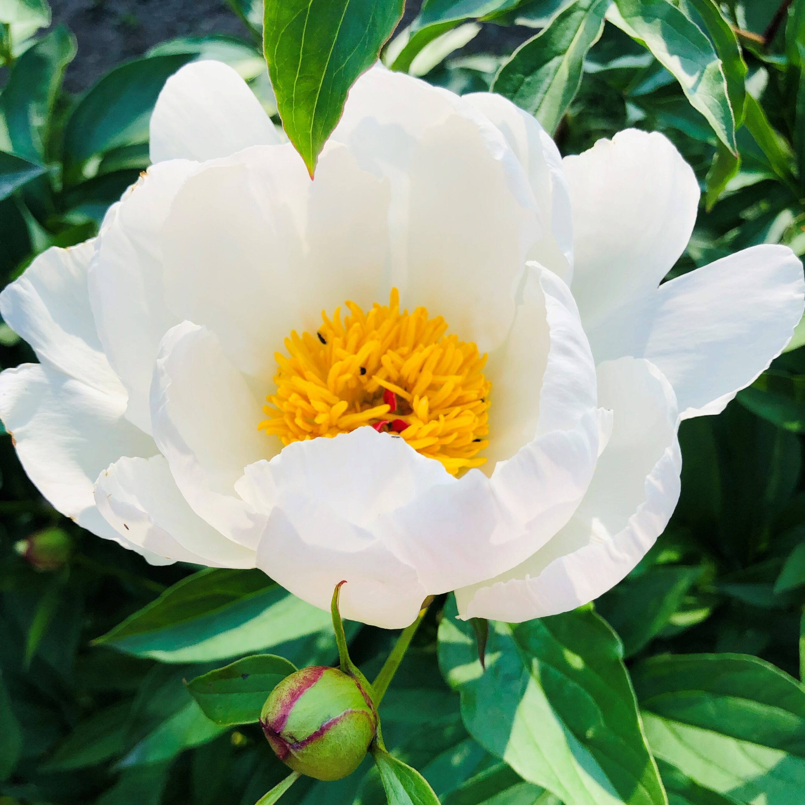 Bai-Yu-Pan-riitta Bai Yu Pan - Pilt 1