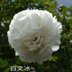 Bai Zhang Bing