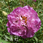 Bai Lian Deng