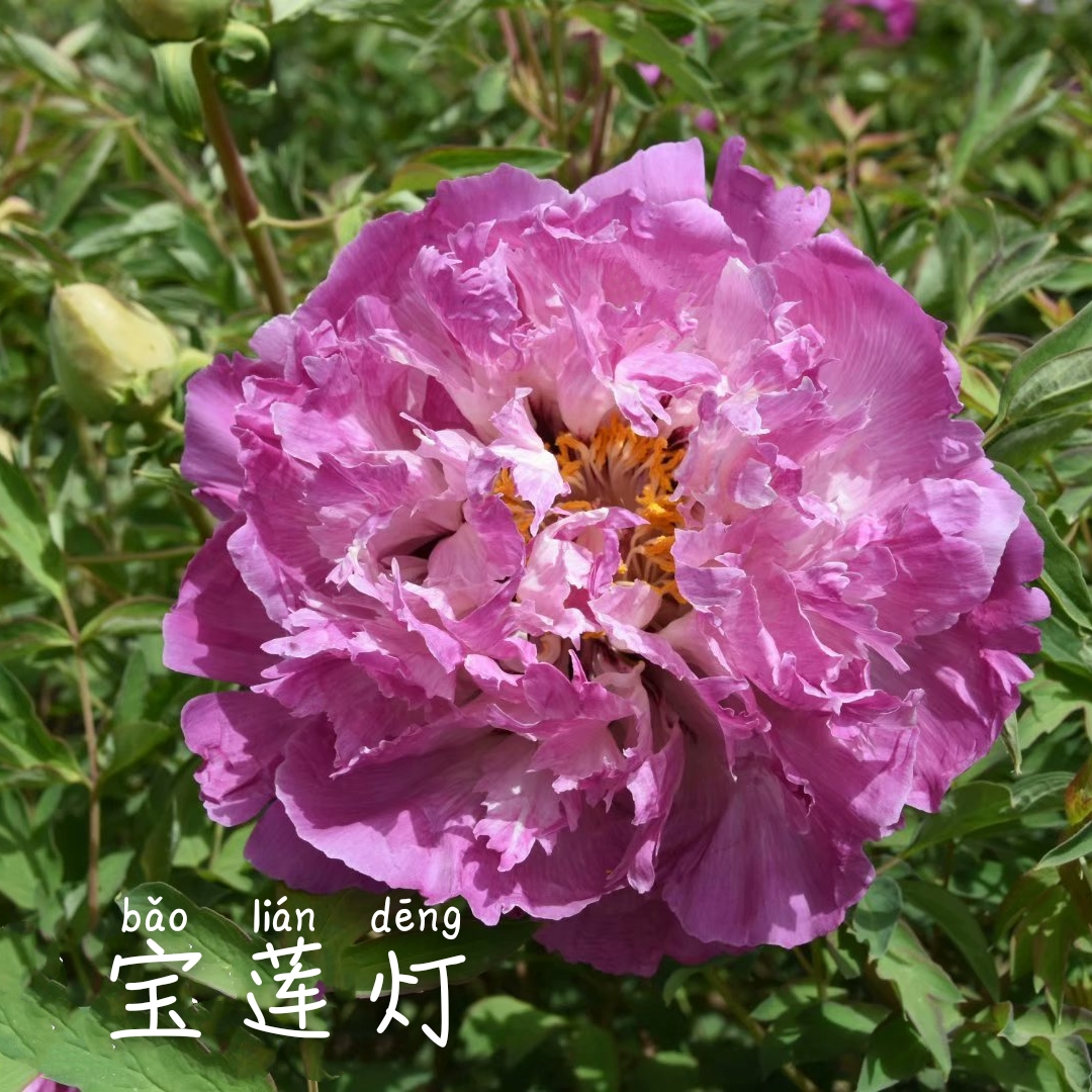 Bao-Lian-Deng Bai Lian Deng - Pilt 1