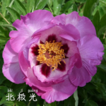 Bei Ji Guang