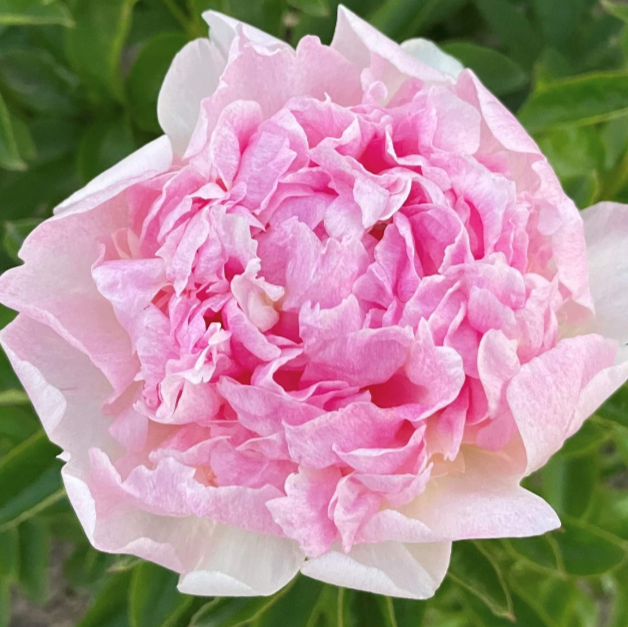 Bella-Rosa-sandra-pilt-IMG_02031 Bella Rosa - Pilt 1