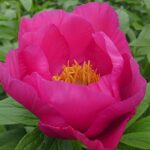 Birthday