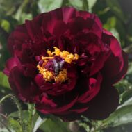 Black Monarch - Pilt 3