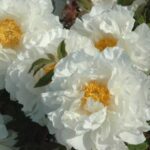 Blanche du Bollwerk