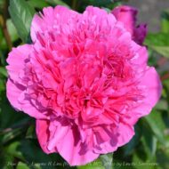 Blue Rose - Pilt 2