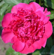 Blue Rose - Pilt 3