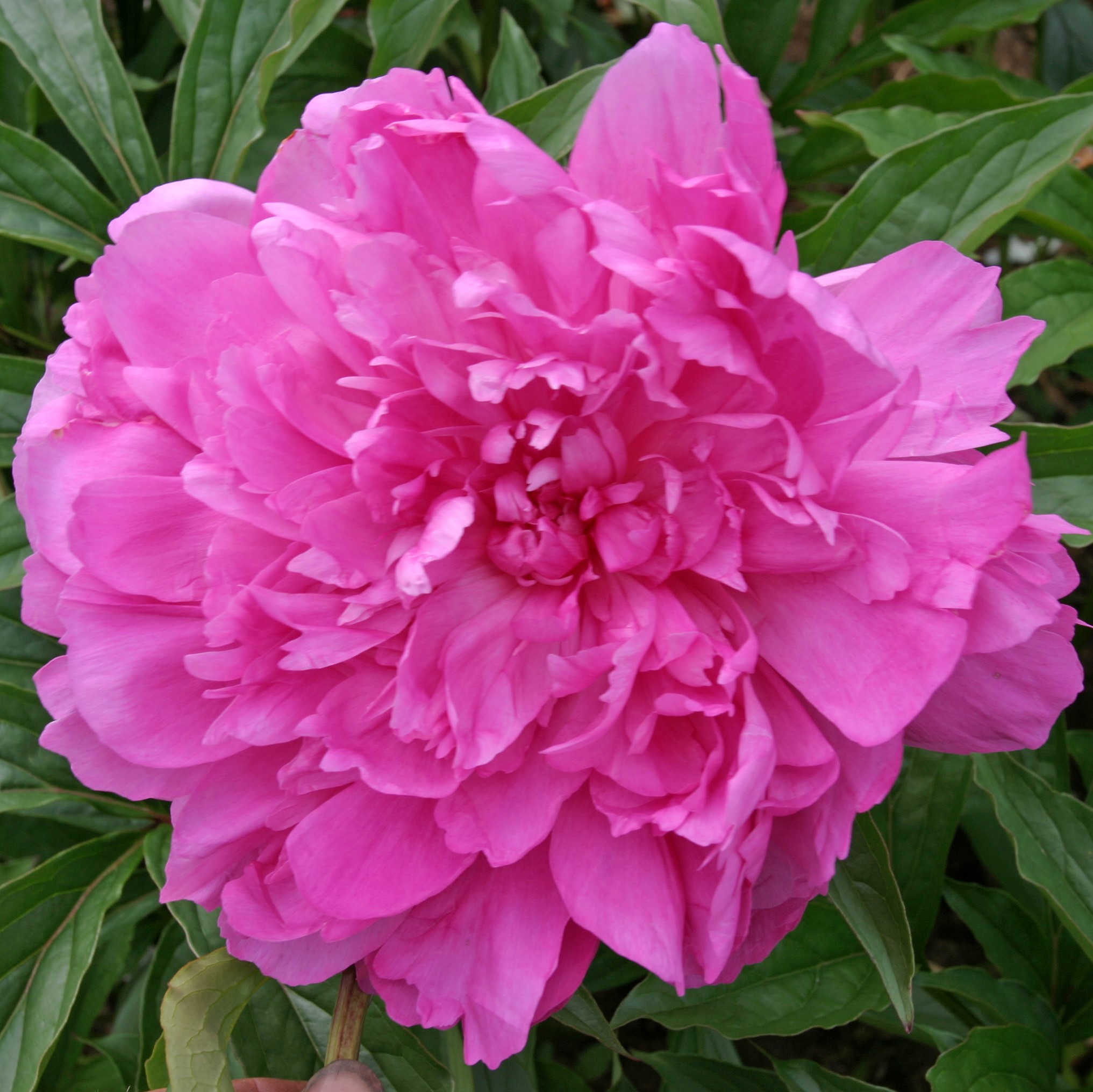 Blue-Rose Blue Rose - Pilt 1