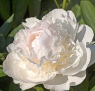 Blush Queen - Pilt 2