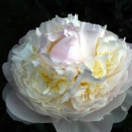 Blush Queen