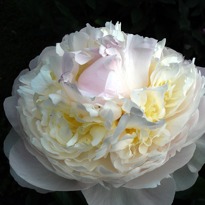 Blush-Queen-2 Blush Queen - Pilt 1