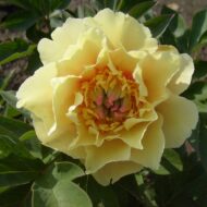Border Charm - Pilt 3