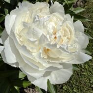 Bowl of Cream - Pilt 4