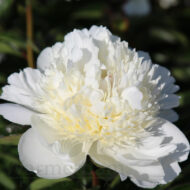 Bridal Grace - Pilt 2