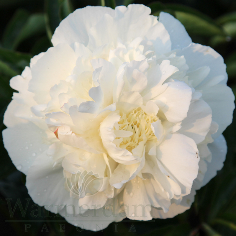 Bridal-Grace-4-warm Bridal Grace - Pilt 1