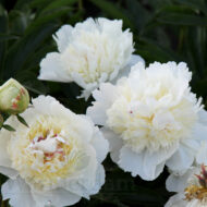 Bridal Grace - Pilt 3