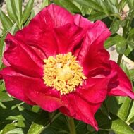 Burma Joy - Pilt 2