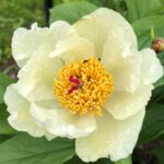 Camelia