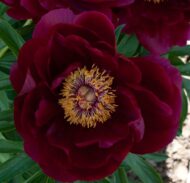 Cardinal's Robe - Pilt 3