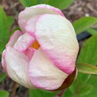 Paeonia x chameleon - Pilt 2