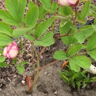 Paeonia x chameleon - Pilt 3