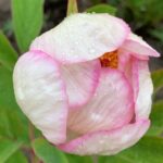 Paeonia x chameleon