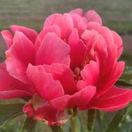 Coral Magic - Pilt 2