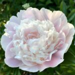 Cornelia Shaylor