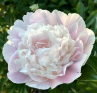 Cornelia Shaylor