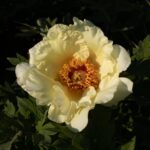 Cranenapple