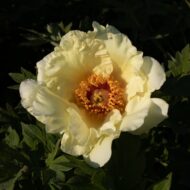 Cranenapple