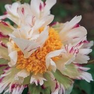 Crazy Daisy