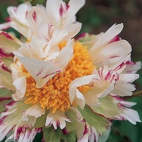 Crazy-Daisy-2 Crazy Daisy - Pilt 1