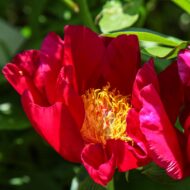 Crimson Classic - Pilt 2