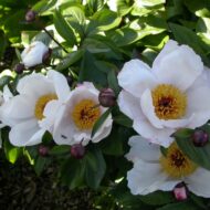 Garden Peace - Pilt 4