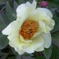 Garden Sunshine - Pilt 2