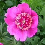 Paeonia officinalis var. anemoniflora