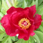 Sonoma Velvet Ruby