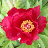 Sonoma Velvet Ruby