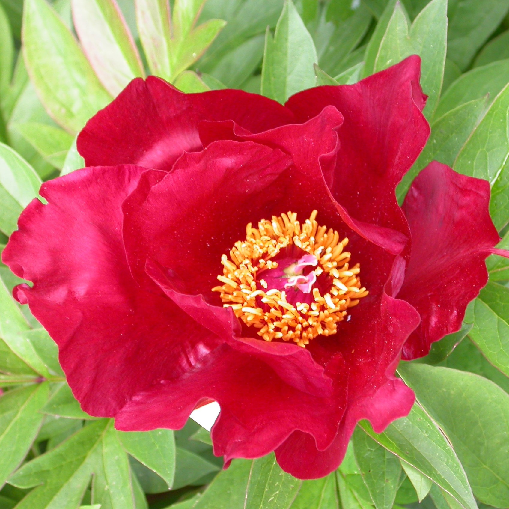 DSCN7840_Sonoma_Ruby_Velvet Sonoma Velvet Ruby - Pilt 1