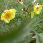 Paeonia delavayi f. lutea