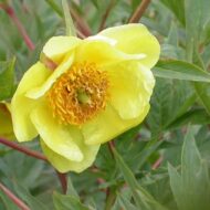 Paeonia delavayi f. lutea - Pilt 2