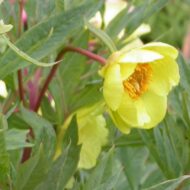 Paeonia delavayi f. lutea - Pilt 3