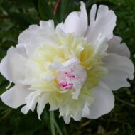 Prolifera Tricolor - Pilt 3